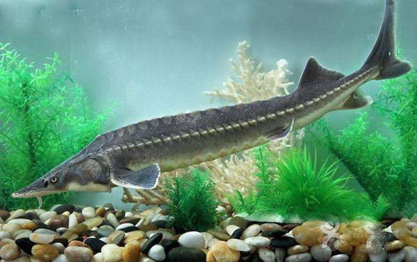 世界十大活化石动物 第一神似植物4.8亿年前已经出现