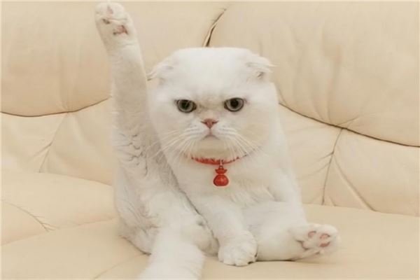 抖音十大宠物猫排行榜 瓜皮猫如其名就像西瓜纹路
