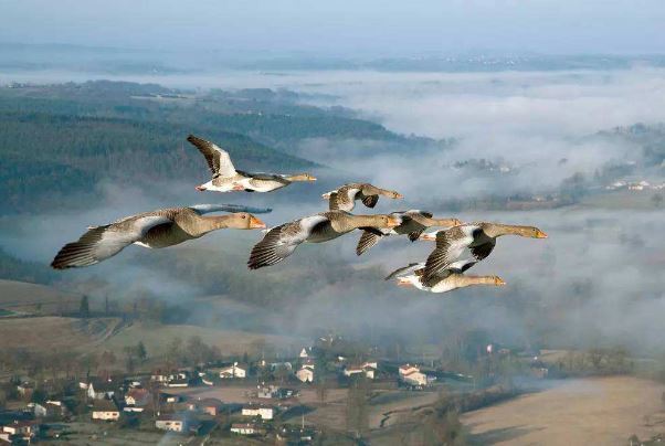 BBC十大必看纪录片排行榜：南太平洋上榜，第七上映最早