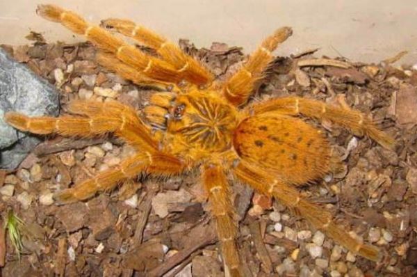 世界十大巨型蜘蛛 腿长就有30厘米，这些蜘蛛你见过吗