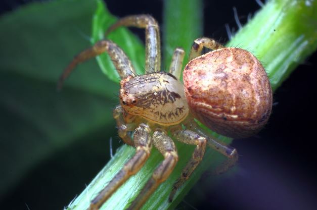 世界十大巨型蜘蛛 腿长就有30厘米，这些蜘蛛你见过吗