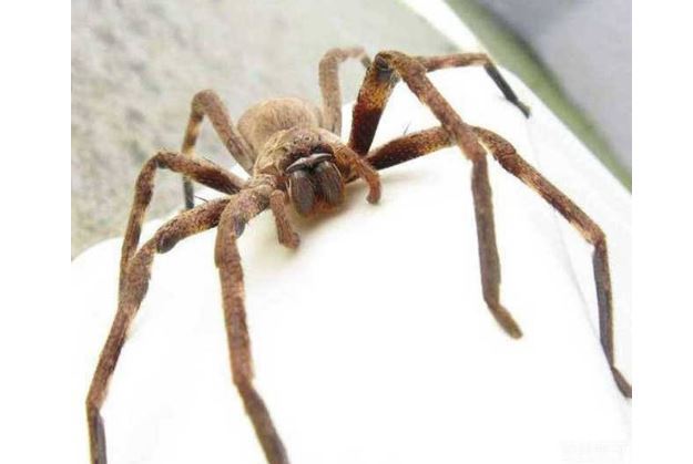 世界十大巨型蜘蛛 腿长就有30厘米，这些蜘蛛你见过吗