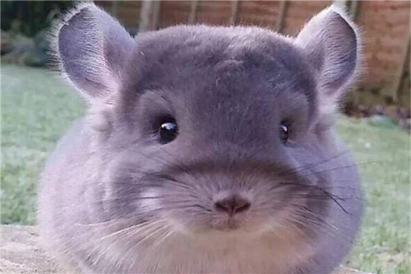 卫生又好养的小型宠物前十名 花栗鼠很是粘人第一容易饲养