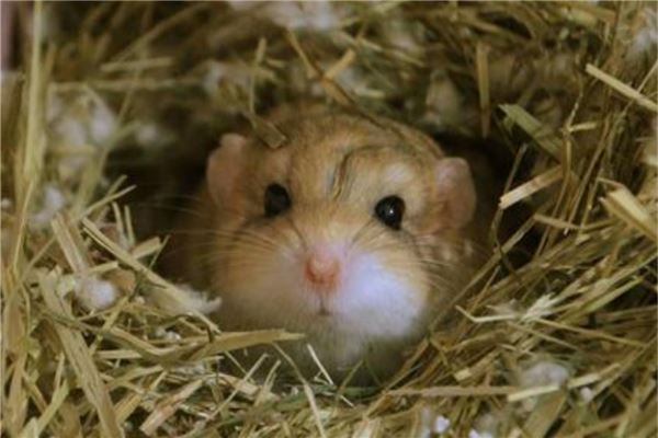 卫生又好养的小型宠物前十名 花栗鼠很是粘人第一容易饲养
