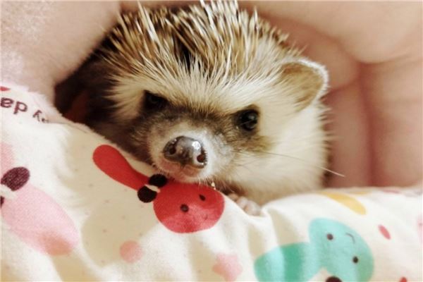 卫生又好养的小型宠物前十名 花栗鼠很是粘人第一容易饲养