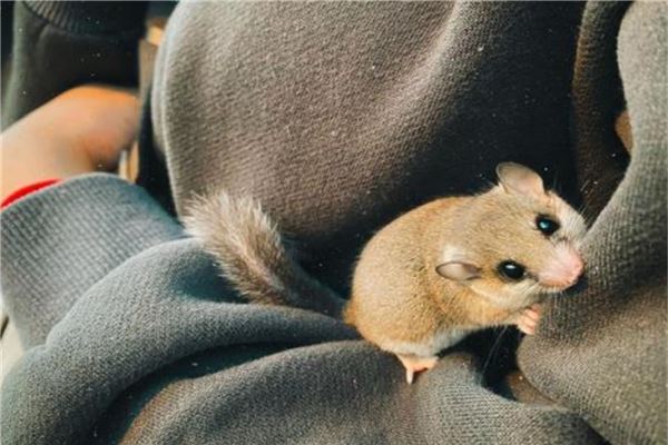 卫生又好养的小型宠物前十名 花栗鼠很是粘人第一容易饲养