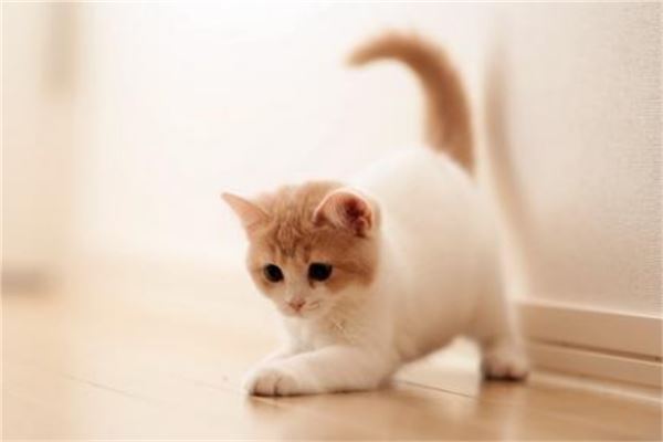 卫生又好养的小型宠物前十名 花栗鼠很是粘人第一容易饲养