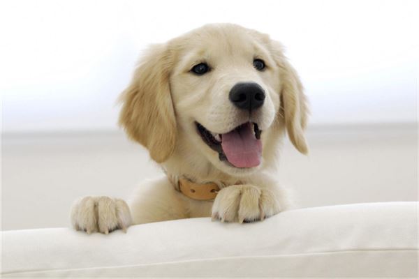 卫生又好养的小型宠物前十名 花栗鼠很是粘人第一容易饲养