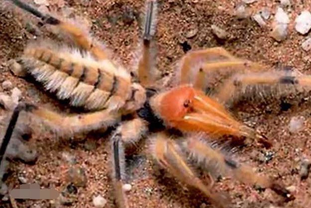 世界十大巨型蜘蛛 腿长就有30厘米，这些蜘蛛你见过吗