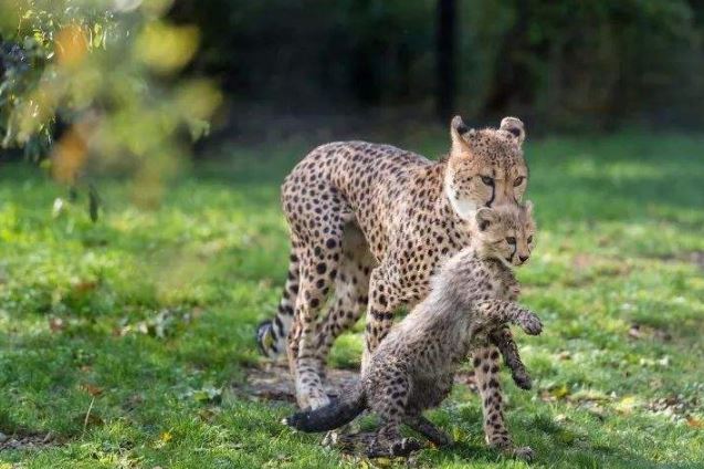 世界最著名十大动物园 赫尔辛基位列第一，中国无一上榜