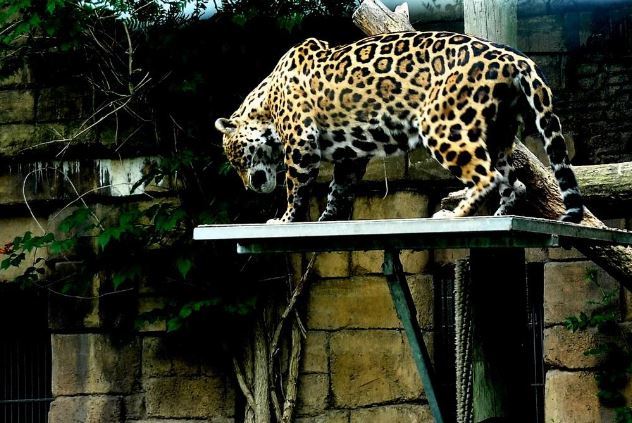 世界最著名十大动物园 赫尔辛基位列第一，中国无一上榜