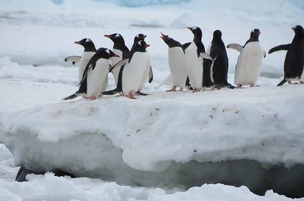 十大最可爱的海洋生物排名 白仅第四,第二是“海洋之舟”