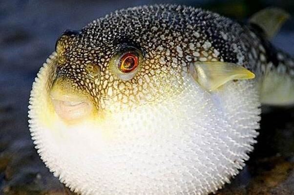 十大最可爱的海洋生物排名 白仅第四,第二是“海洋之舟”