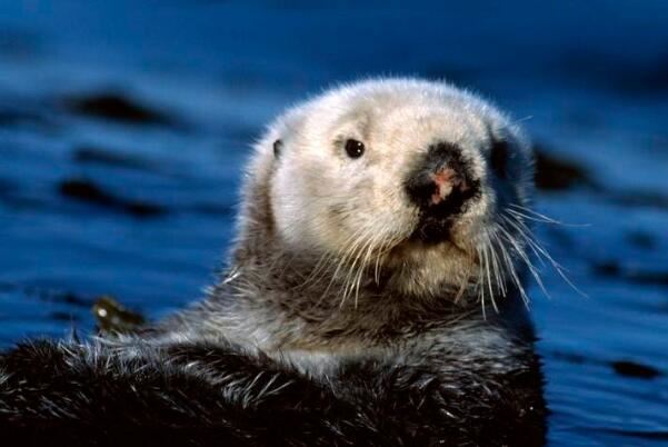 十大最可爱的海洋生物排名 白仅第四,第二是“海洋之舟”