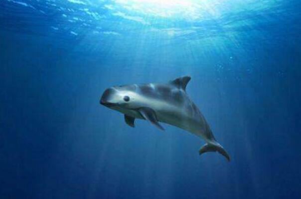 十大最可爱的海洋生物排名 白仅第四,第二是“海洋之舟”