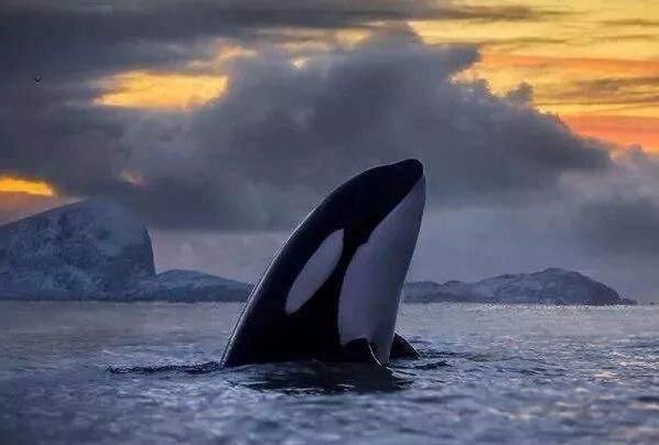 十大最可爱的海洋生物排名 白仅第四,第二是“海洋之舟”