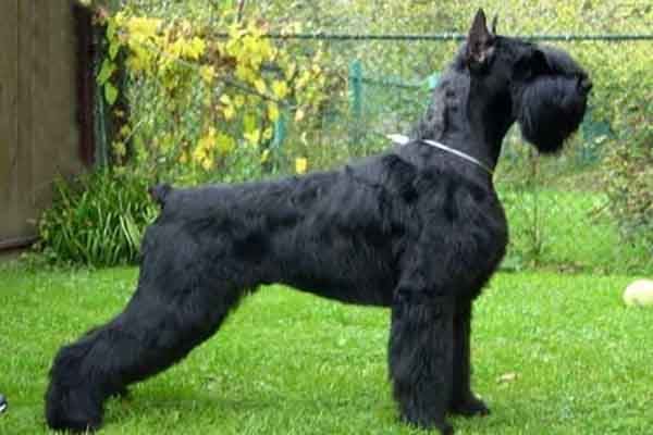 世界上十大最勇敢的狗狗 斗牛獒意志坚定勇敢而活跃