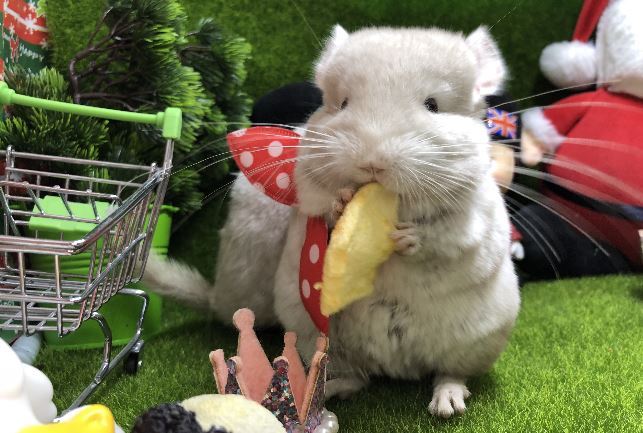 世界十大最可爱的动物 萌化你的心，个个都是小可爱