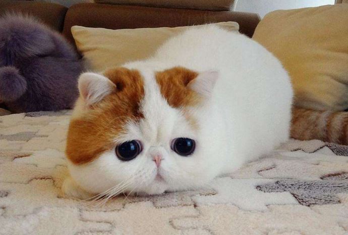 世界十大最可爱的动物 萌化你的心，个个都是小可爱