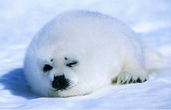 世界十大最可爱的动物 萌化你的心，个个都是小可爱