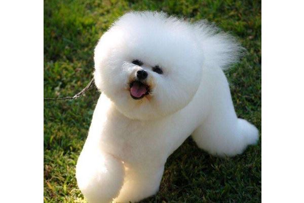 世界十大最可爱的动物 萌化你的心，个个都是小可爱