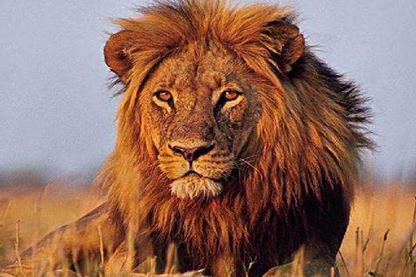 世界十大大型猫科动物 狮子仅第二第一是老虎狮子结合体