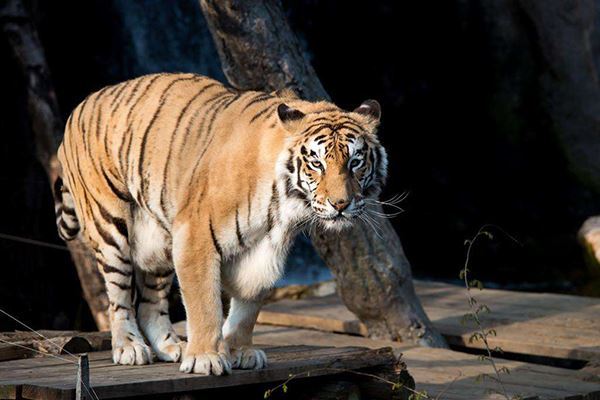 世界十大大型猫科动物 狮子仅第二第一是老虎狮子结合体