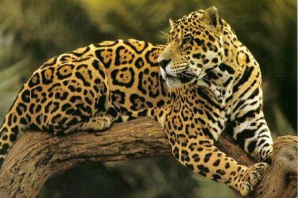 世界十大大型猫科动物 狮子仅第二第一是老虎狮子结合体