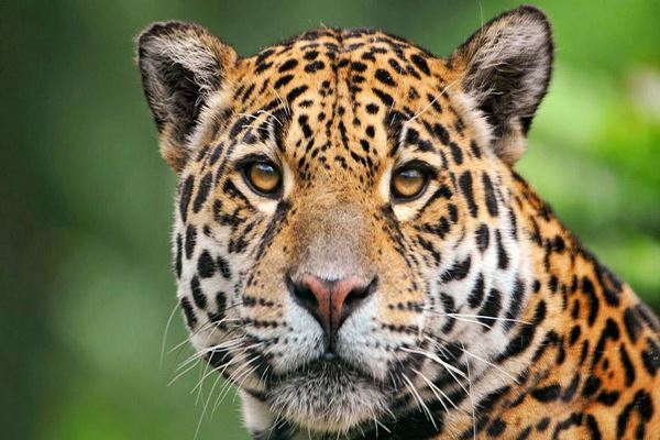 世界十大大型猫科动物 狮子仅第二第一是老虎狮子结合体