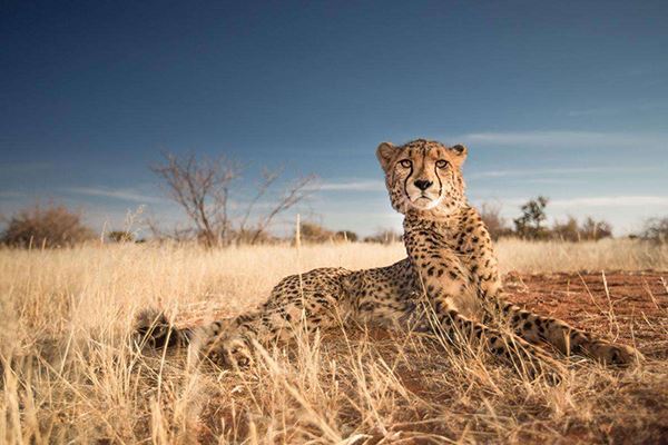 世界十大大型猫科动物 狮子仅第二第一是老虎狮子结合体