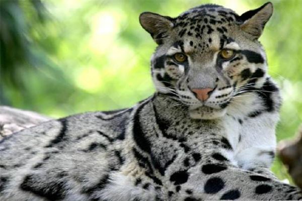 世界十大大型猫科动物 狮子仅第二第一是老虎狮子结合体