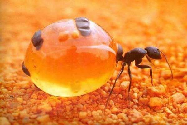 世界上十大最恐怖的动物 巨型等足虫易引起不适浑身发毛