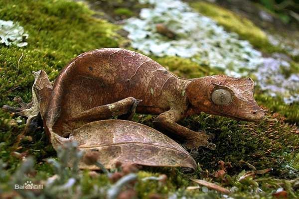 世界上十大最恐怖的动物 巨型等足虫易引起不适浑身发毛