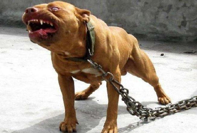 世界十大最凶猛狗 比特犬最凶猛,藏獒仅列第五