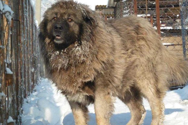 世界十大最凶猛狗 比特犬最凶猛，藏獒仅列第五