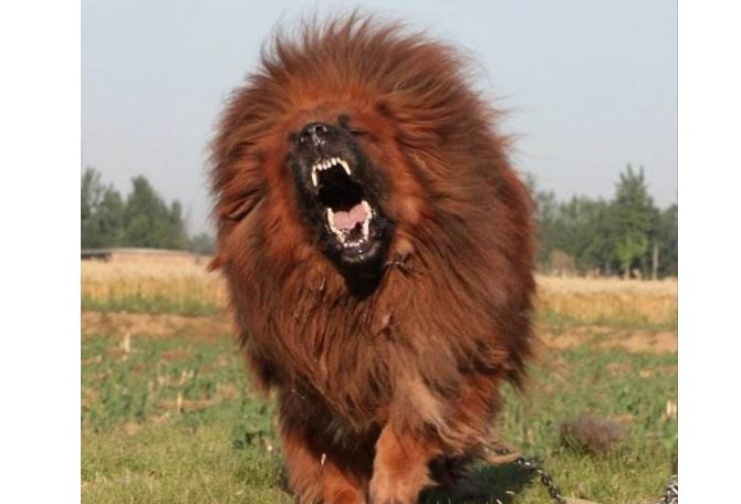 世界十大最凶猛狗 比特犬最凶猛，藏獒仅列第五