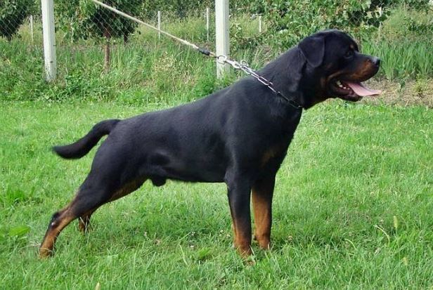 世界十大最凶猛狗 比特犬最凶猛，藏獒仅列第五