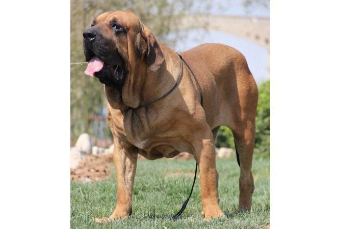 世界十大最凶猛狗 比特犬最凶猛，藏獒仅列第五