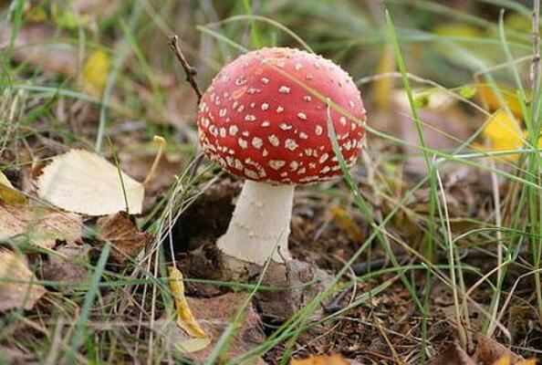 世界上最毒的十大蘑菇 鹿花菌上榜，第六我国很常见