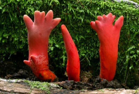 世界上最毒的十大蘑菇 鹿花菌上榜，第六我国很常见