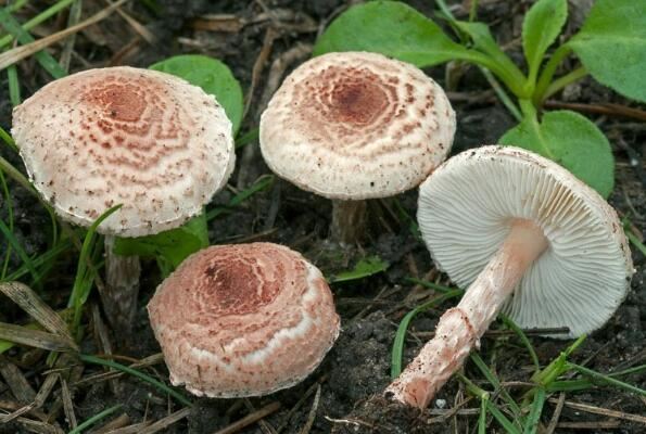 世界上最毒的十大蘑菇 鹿花菌上榜，第六我国很常见