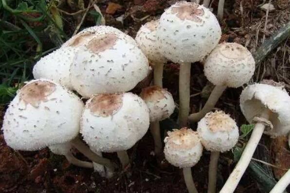 世界上最毒的十大蘑菇 鹿花菌上榜，第六我国很常见
