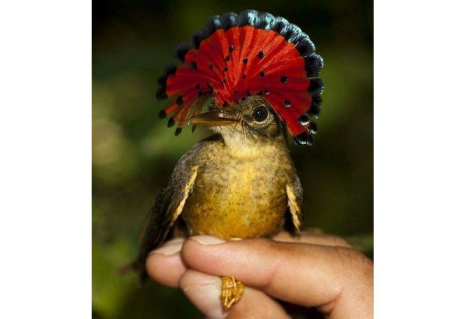 世界十大神奇动物 这些奇特的动物,你见过吗