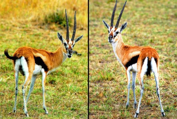 世界十大神奇动物 这些奇特的动物,你见过吗