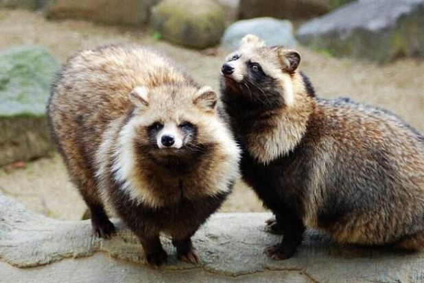 世界十大神奇动物 这些奇特的动物，你见过吗