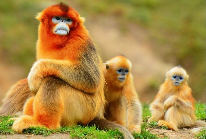 世界十大神奇动物 这些奇特的动物，你见过吗