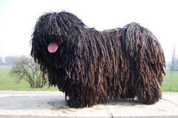 世界上十大最丑的狗 墨西哥无毛犬腿细短皮肤皱巴