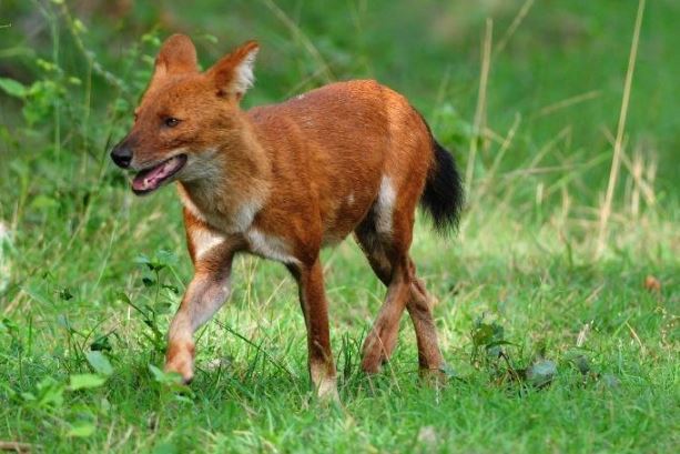 世界十大神奇动物 这些奇特的动物，你见过吗