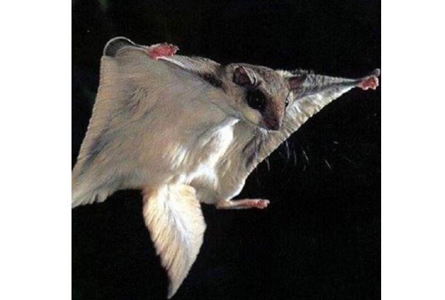 世界十大神奇动物 这些奇特的动物，你见过吗