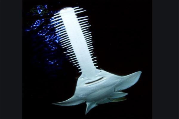 十大古老鱼:八目鳗上榜,它是淡水鱼